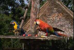 Birds In Great Amazon