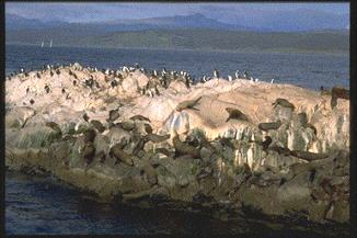 ビーグル海峡をクルーズで見た「鳥の島」。茶色いのはアザラシ、白黒は鳥。 